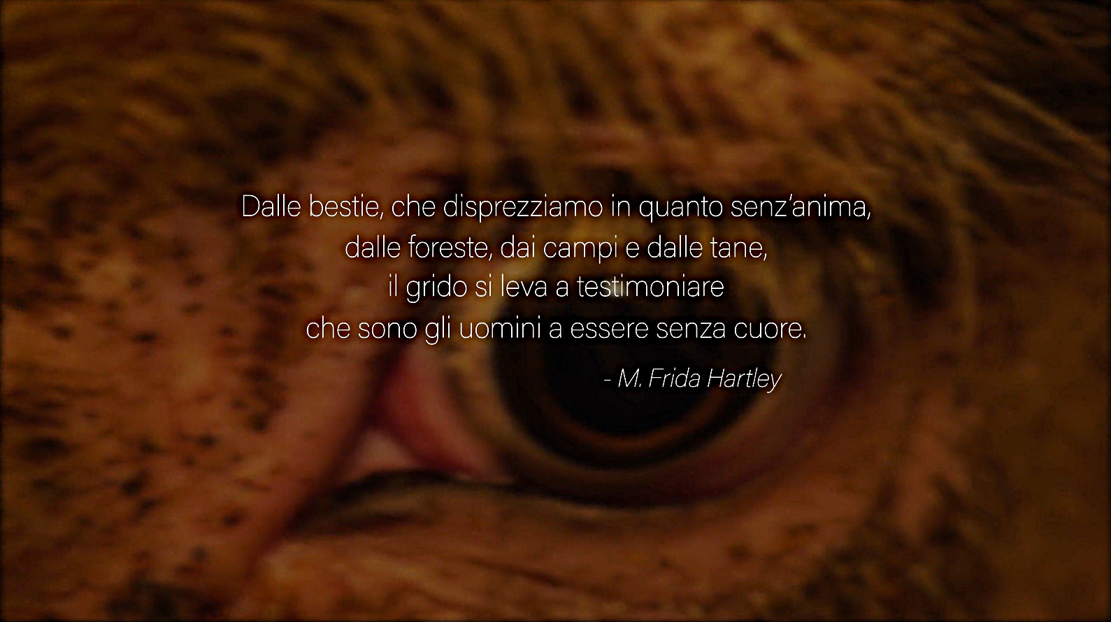 CLICCA QUI PER VEDERE IL VIDEO "Dominion (in italiano), documentario sulle sofferenze animali"